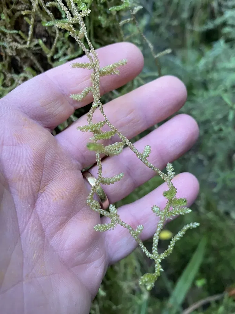 Weymouthia Cochlearifolia