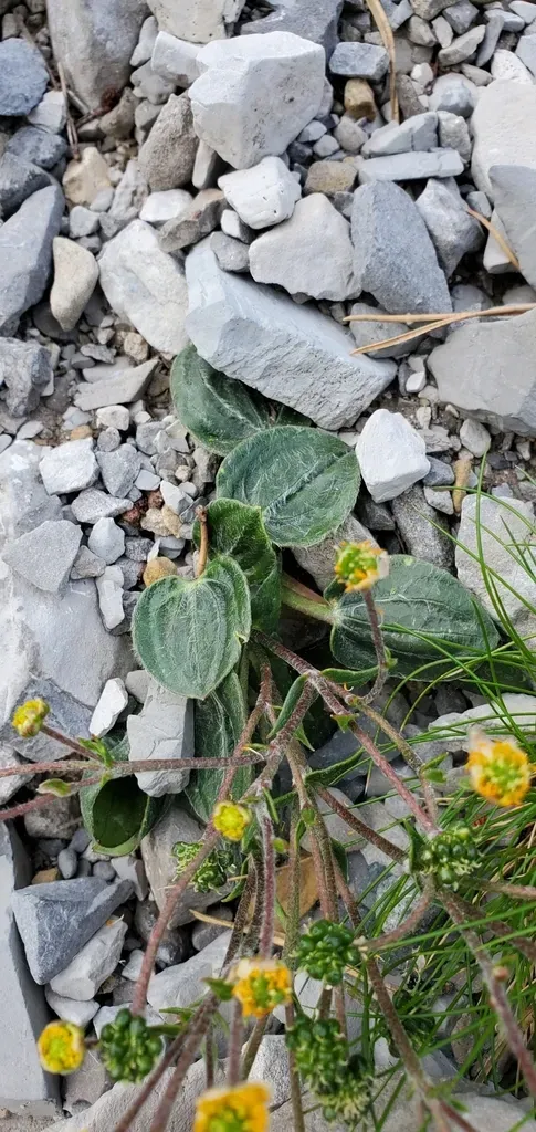 Parnassus-leaved Buttercup
