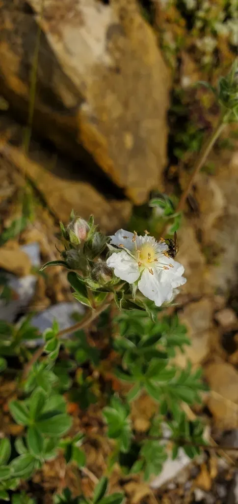 Potentilla Alchimilloides