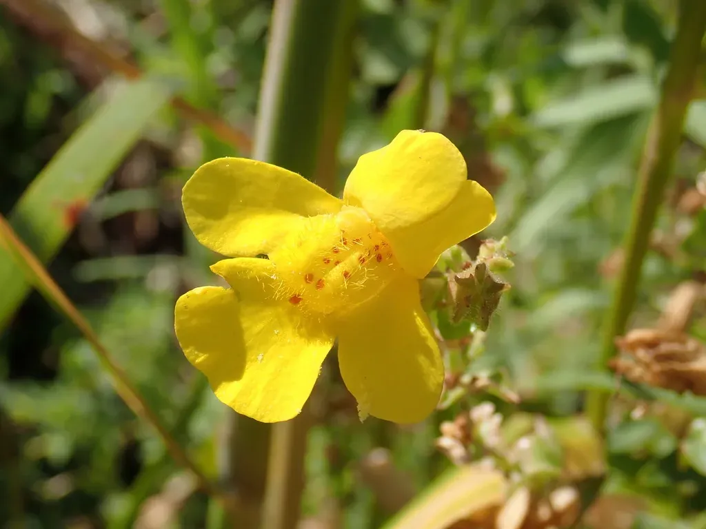 Scouler's Monkeyflower