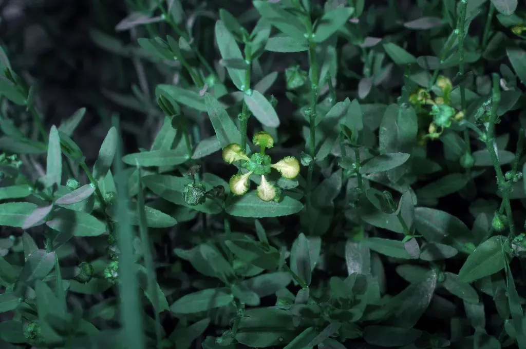 Aspicarpa Hyssopifolia