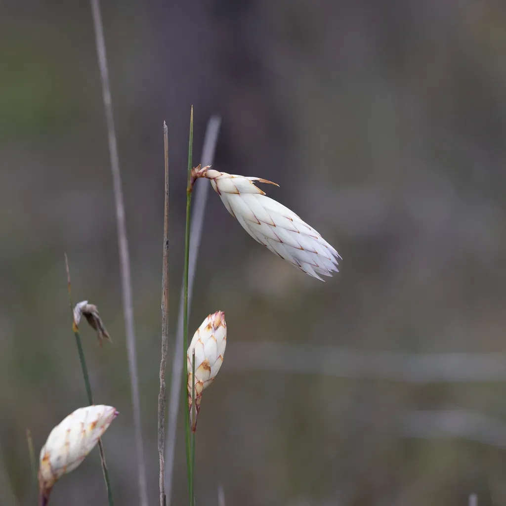 Hooded Lily
