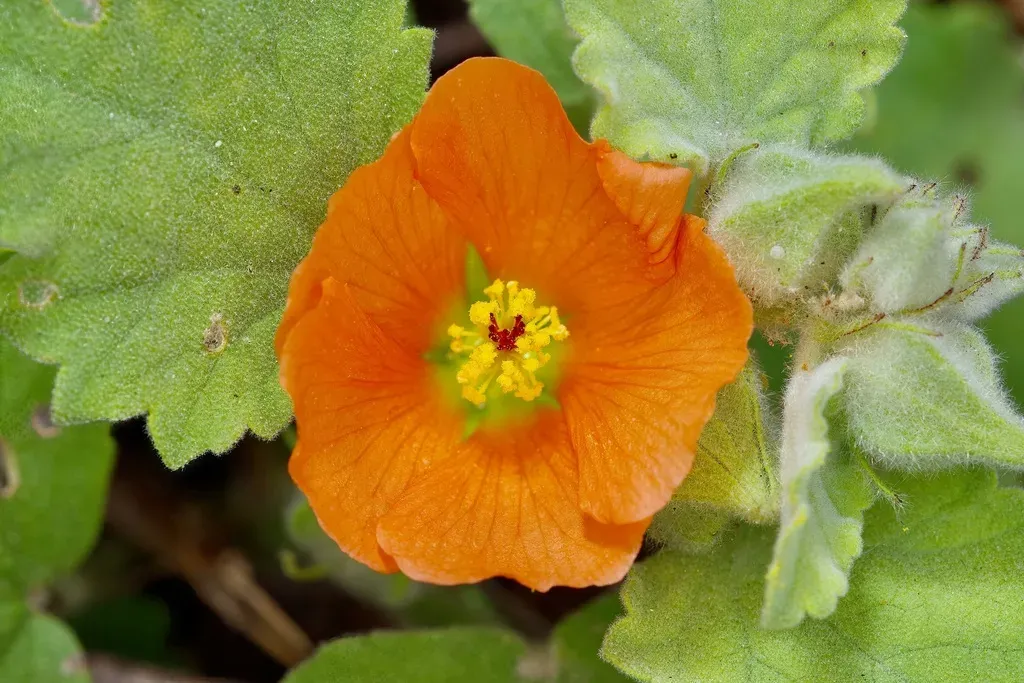 Woolly Globemallow