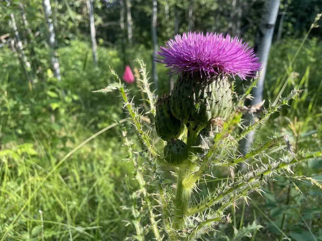 Dwarf Thistle