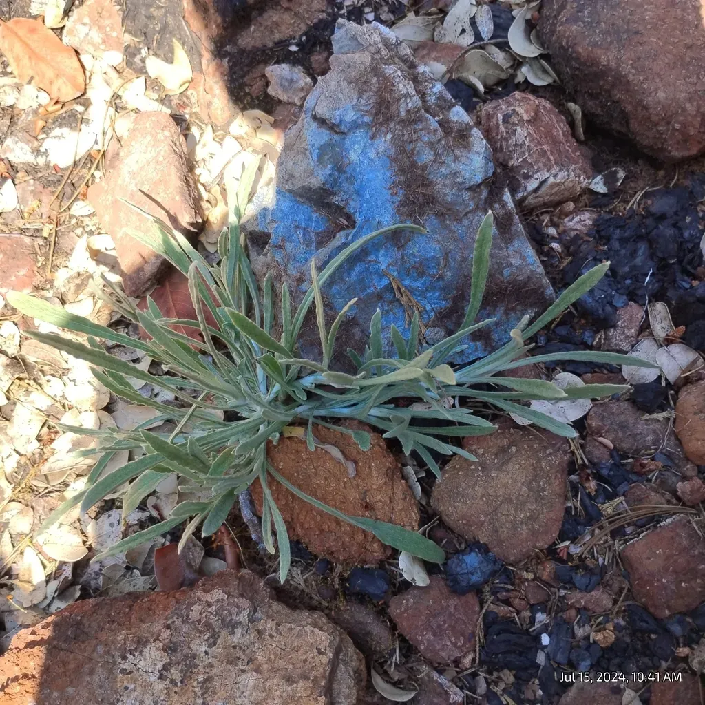 Siskiyou Mountains Ragwort