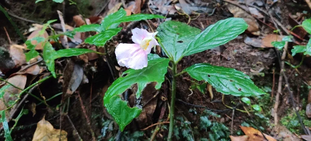 Impatiens Pseudoperezii