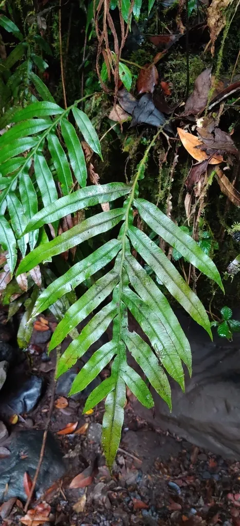 Blechnum Melanocaulon