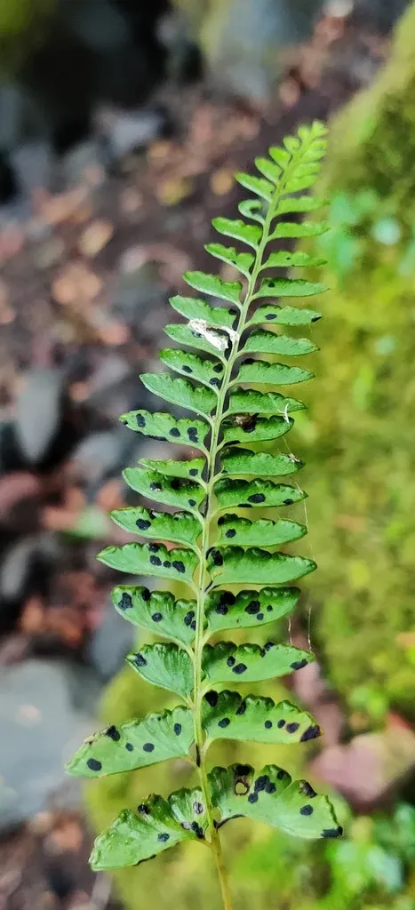 Osmolindsaea Odorata