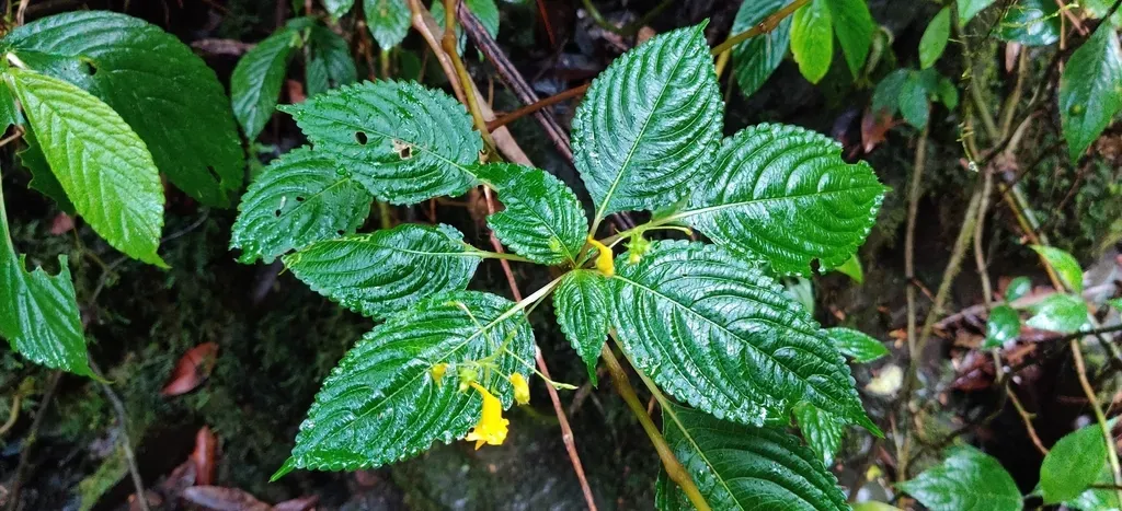 Impatiens Steenisii