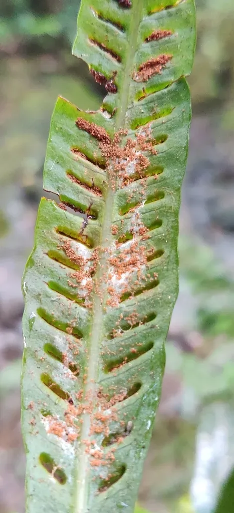 Selliguea Heterocarpa