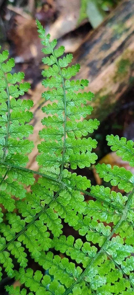 Dryopteris Nodosa