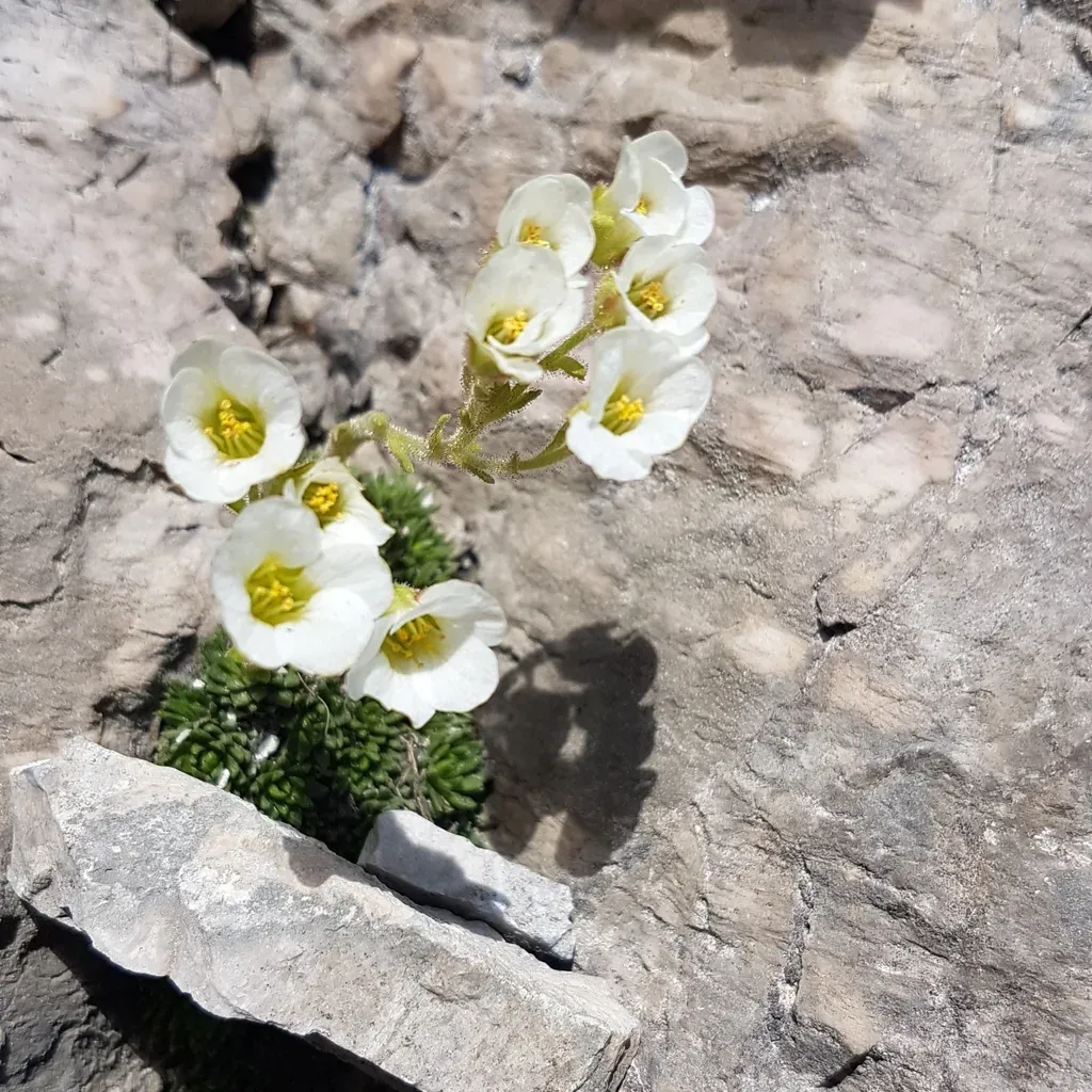 Vandel's Saxifrage