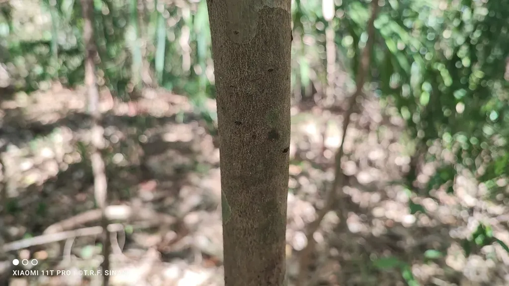 Trichilia Claussenii