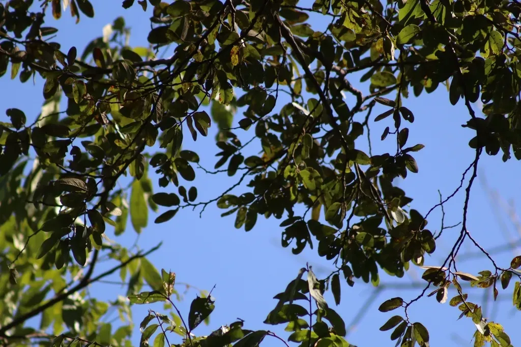 Hymenaea Martiana