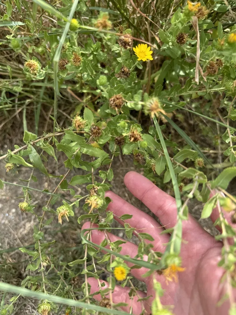 Little-head Gumweed