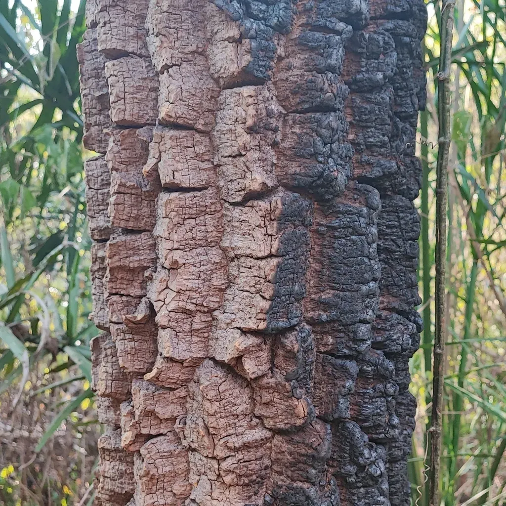 Agonandra Brasiliensis