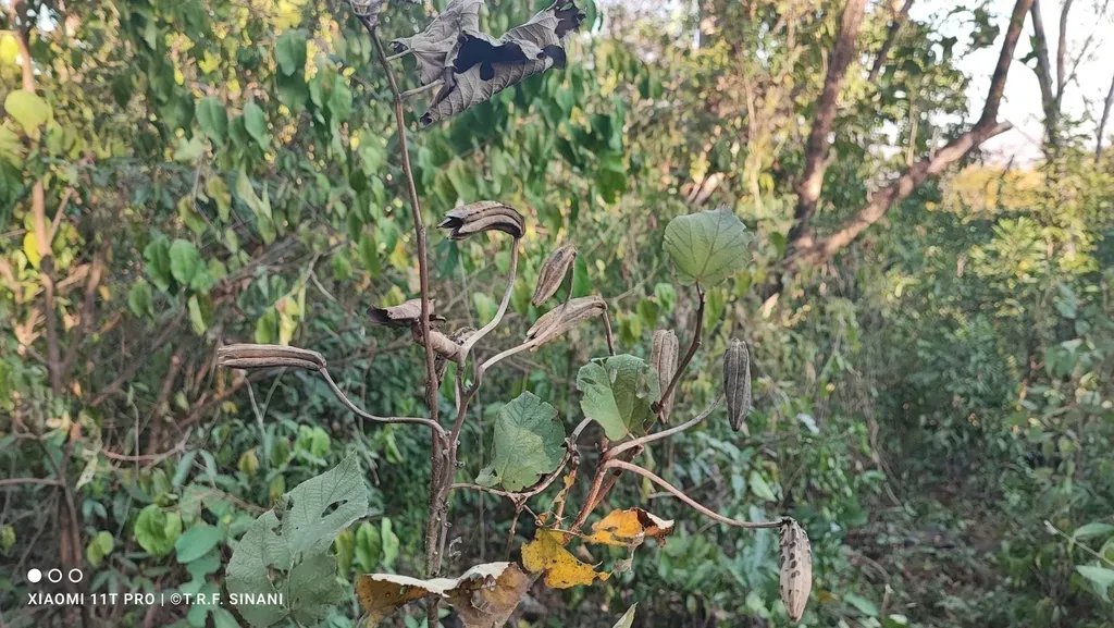 Helicteres Lhotzkyana