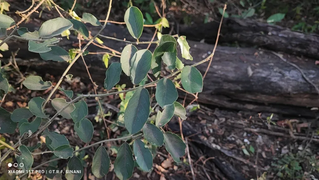 Securidaca Ovalifolia