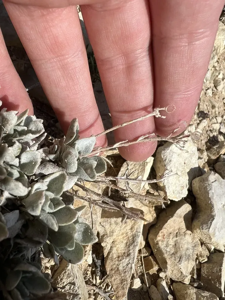 Roundleaf Bladderpod