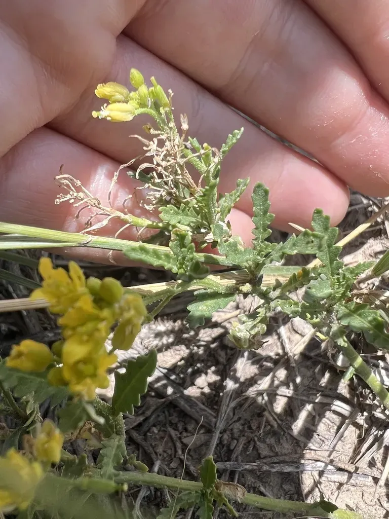 Spreading Yellowcress