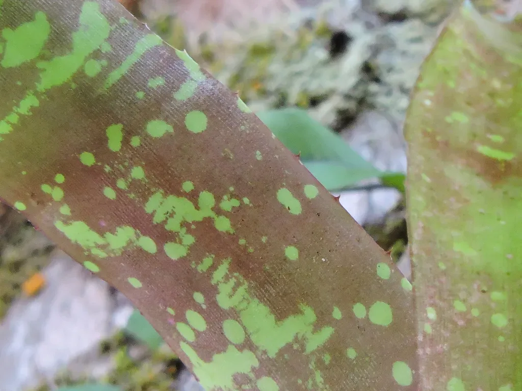 Neoregelia Marmorata