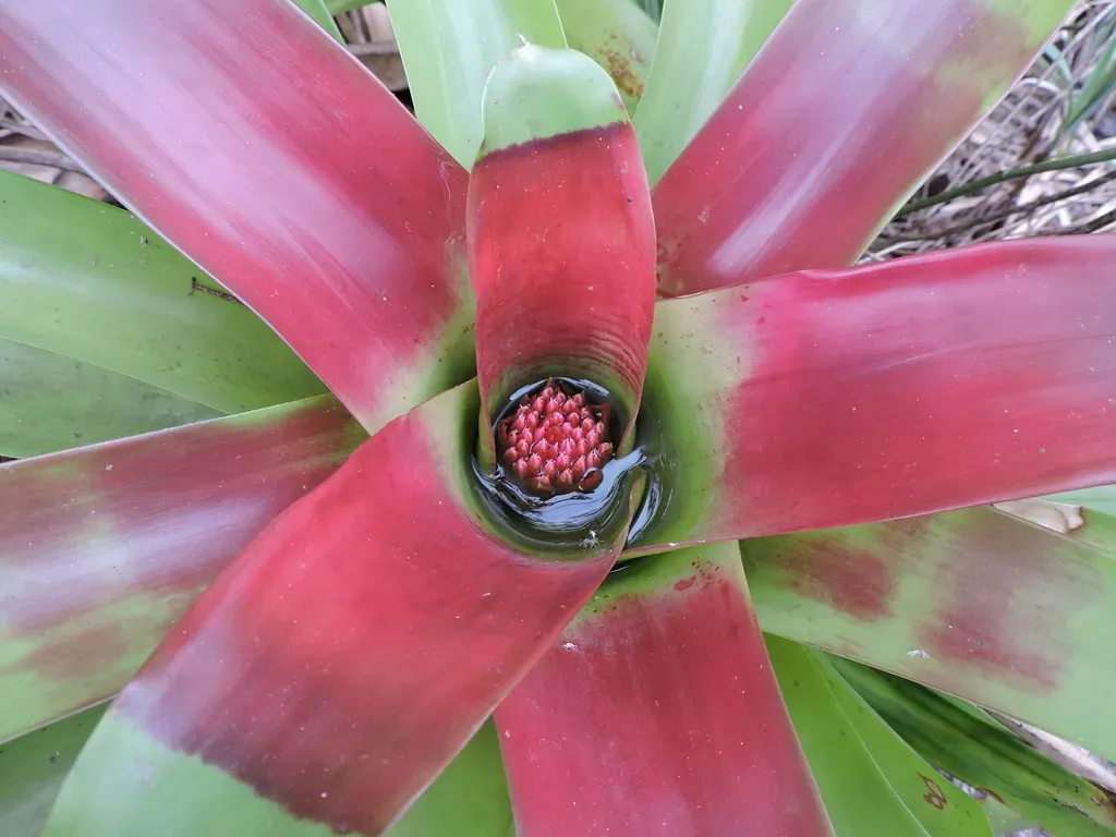 Neoregelia Mcwilliamsii