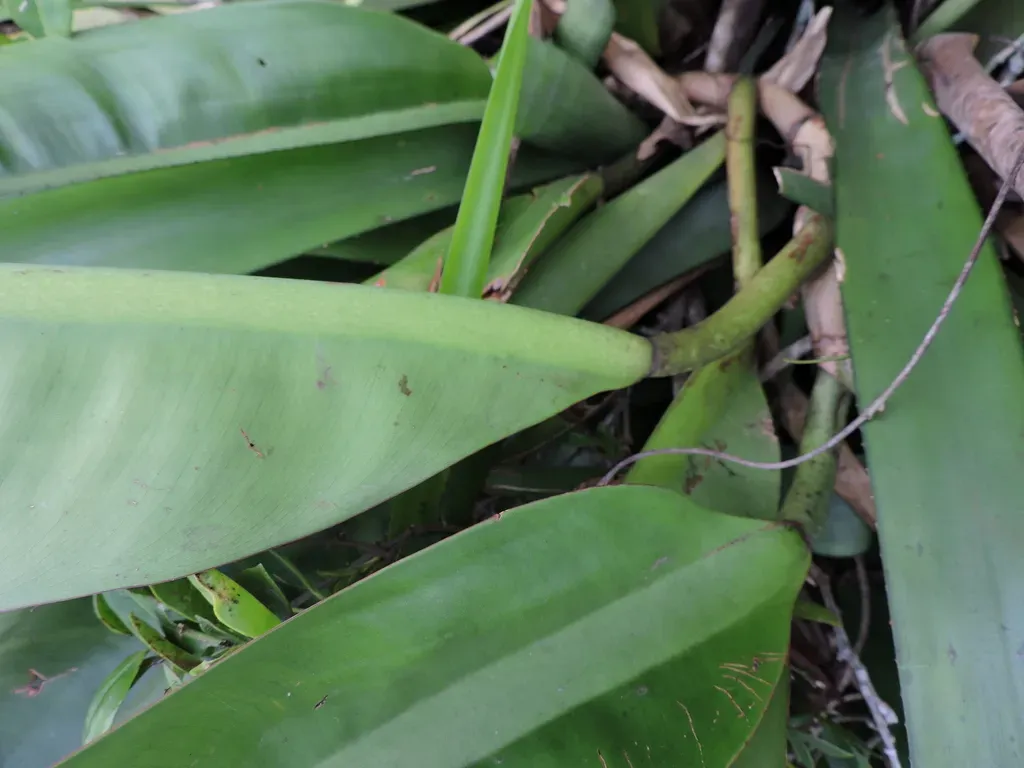 Philodendron Crassinervium