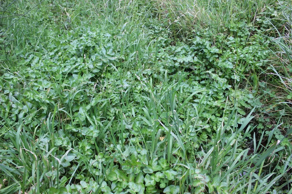 Low Manna Grass