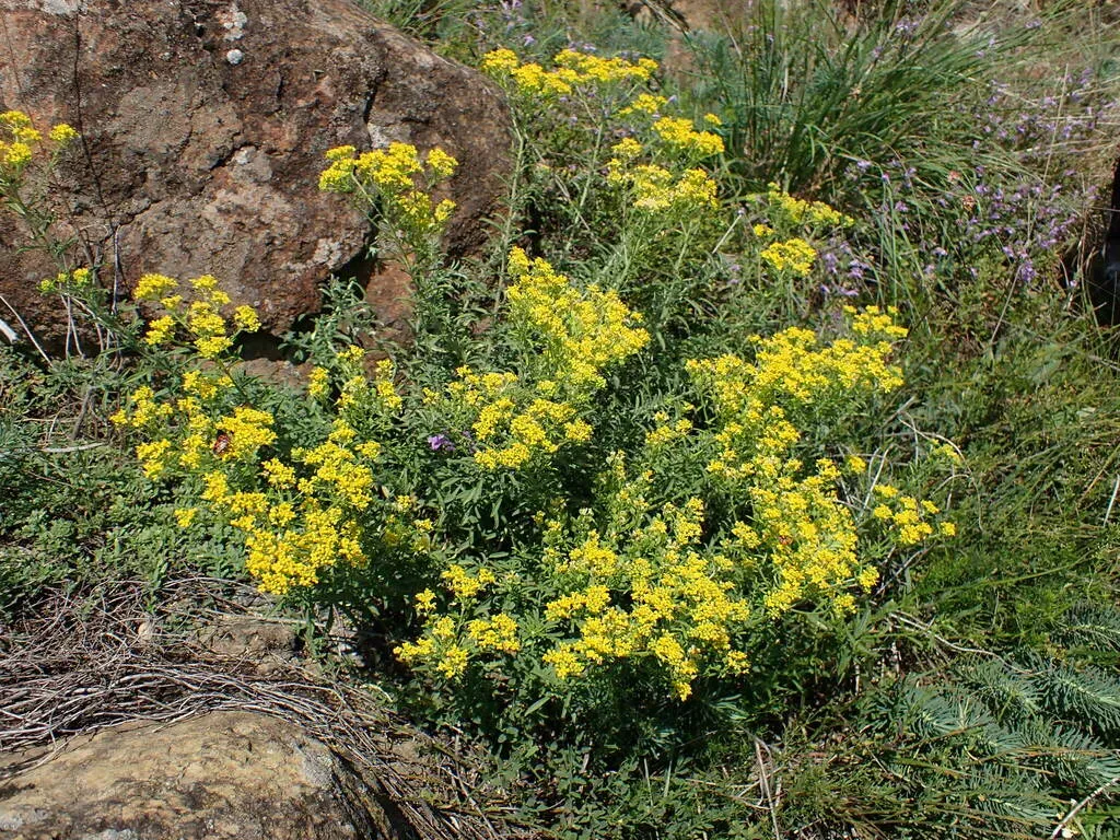 Odontarrhena Bertolonii