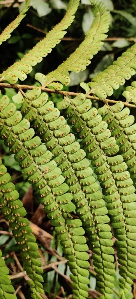 Cloak Fern