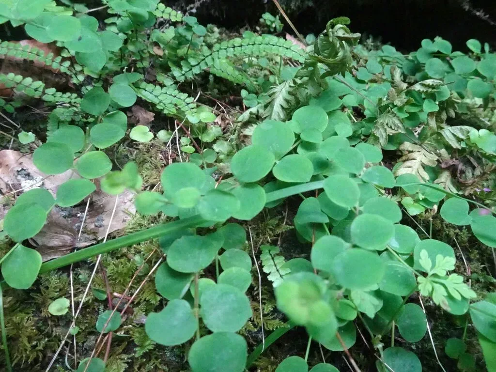 Round-leaved St John's-wort
