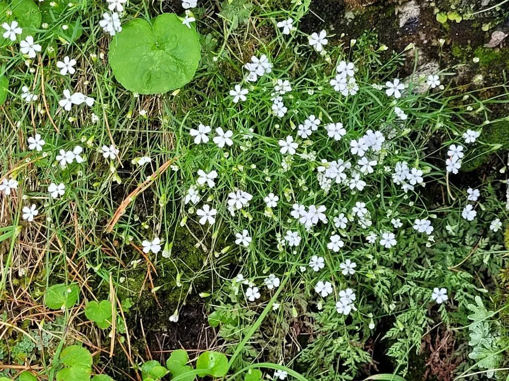 Alpine Catchfly
