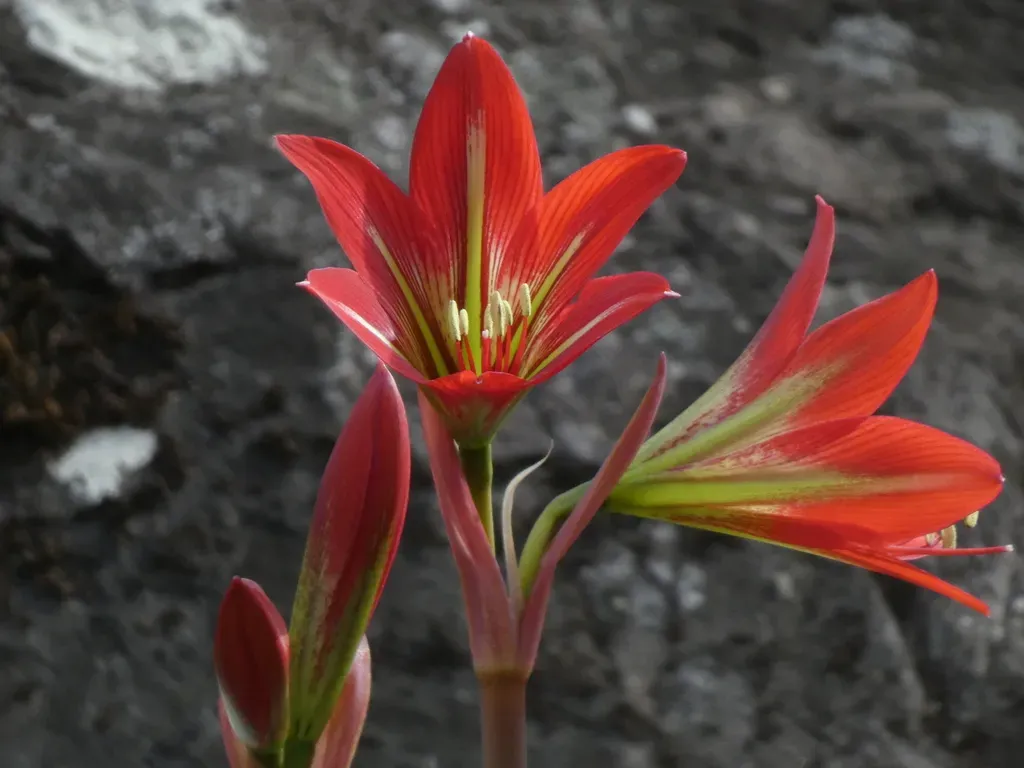Hippeastrum Morelianum