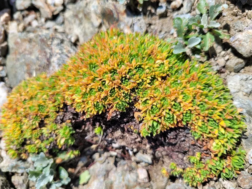 Androsace Wulfeniana