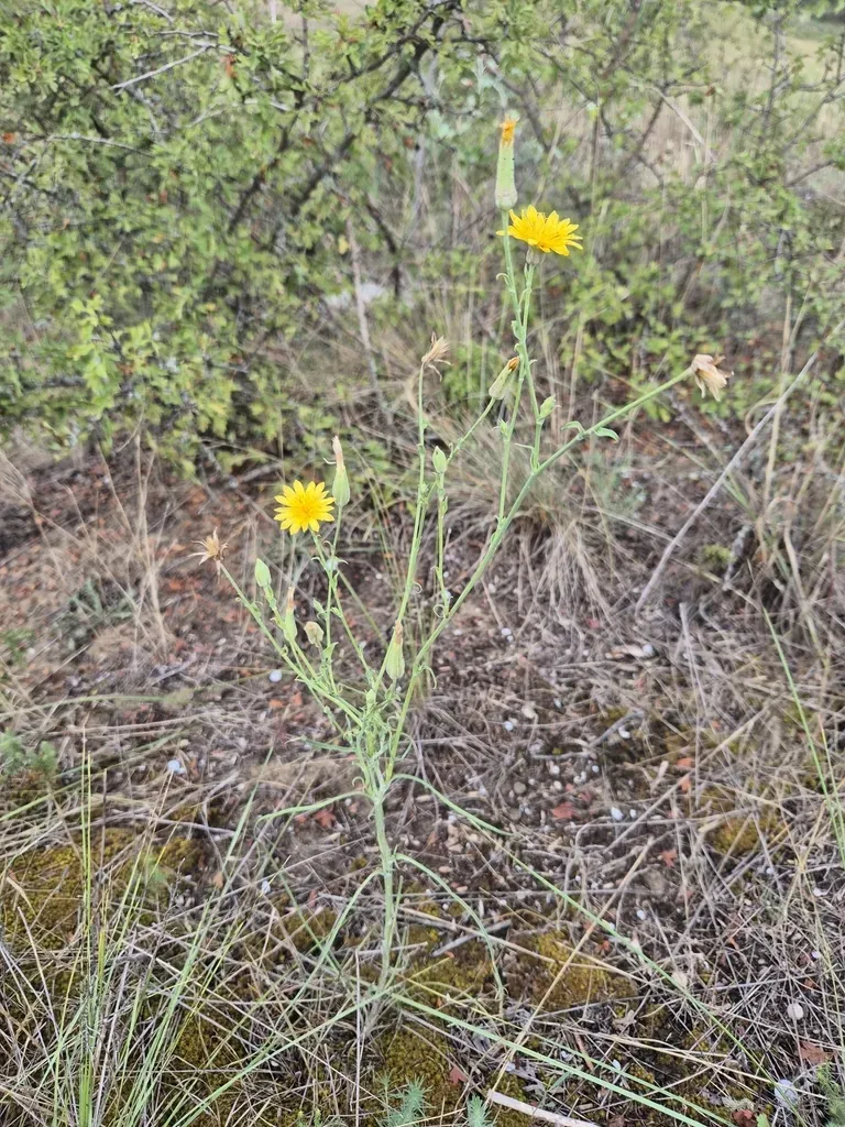 Woolly Goatsbeard