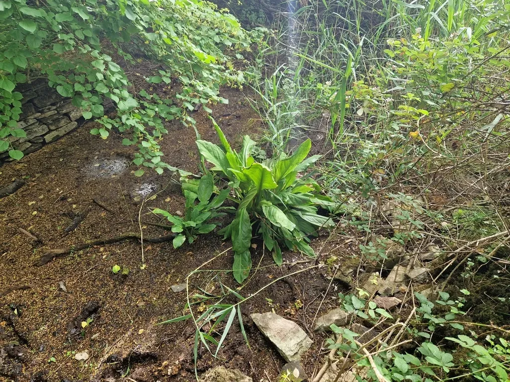 Western Skunk Cabbage
