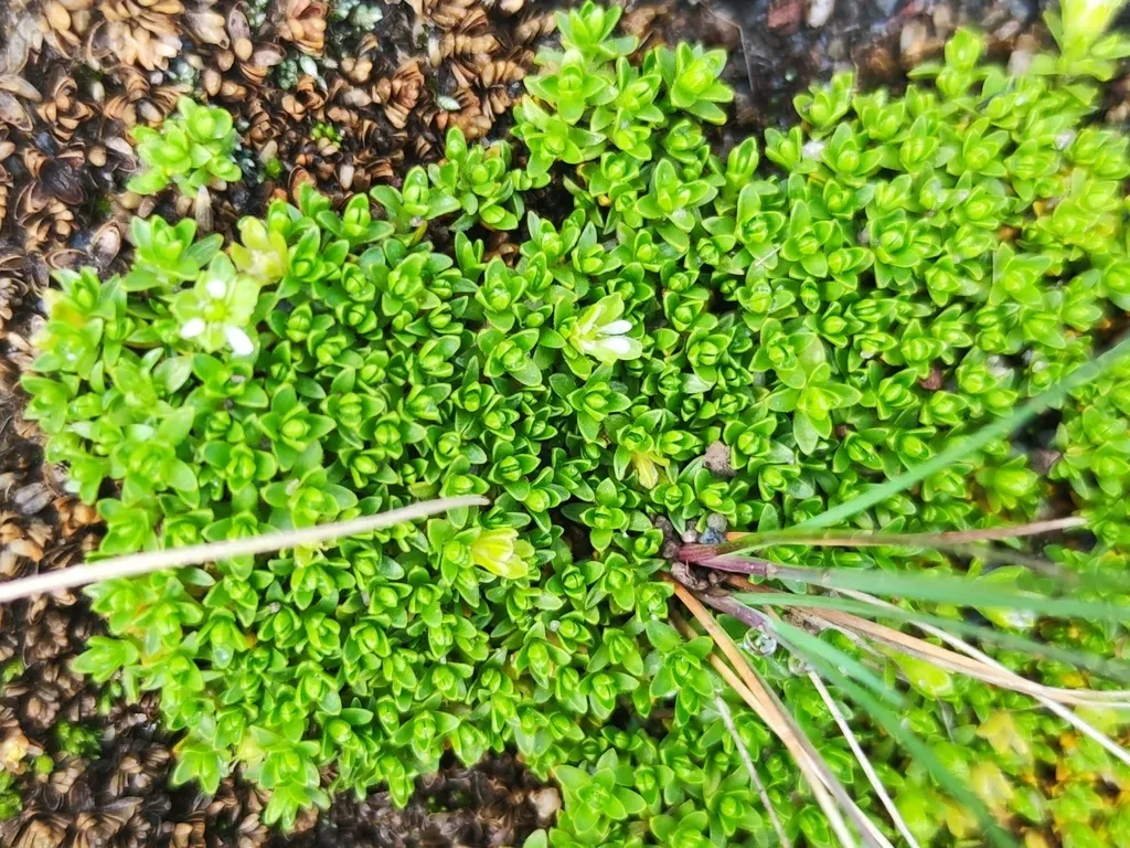 Transvolcanic False Moss
