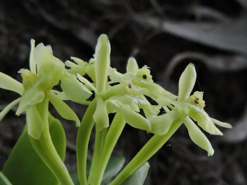 Epidendrum Latilabre