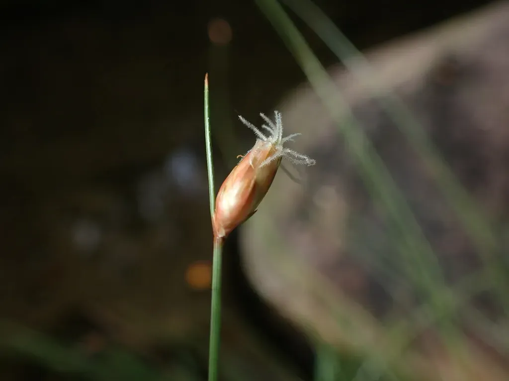 Fimbristylis Nutans