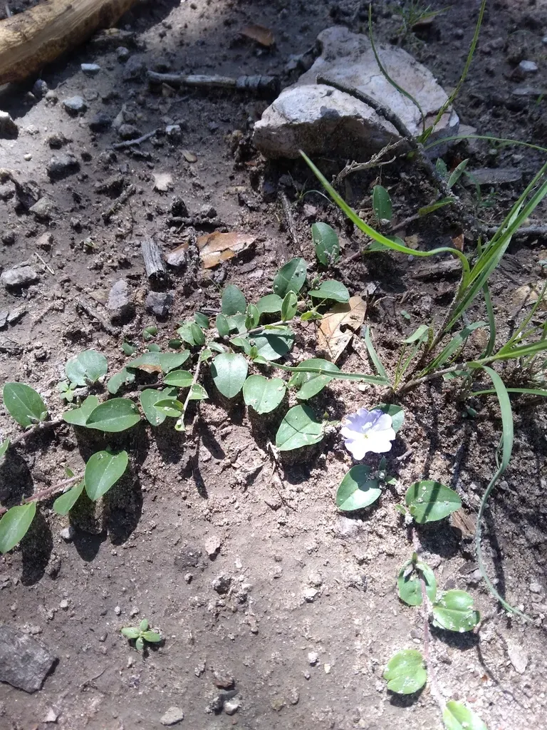 Evolvulus Rotundifolius