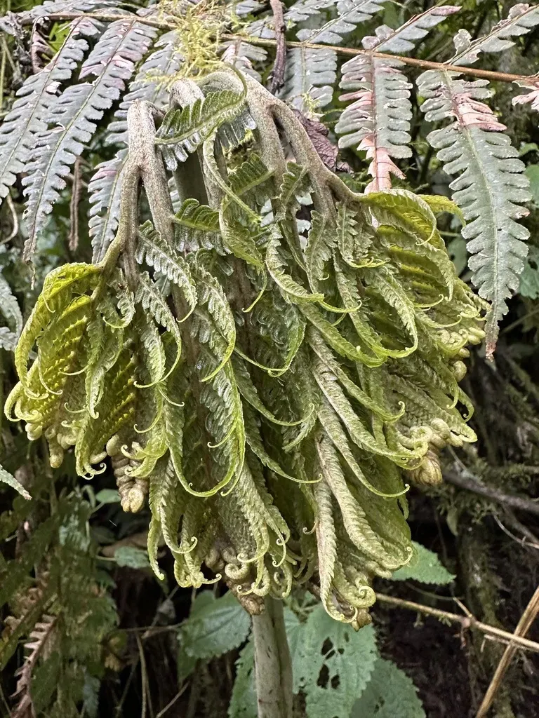 Pteris Podophylla