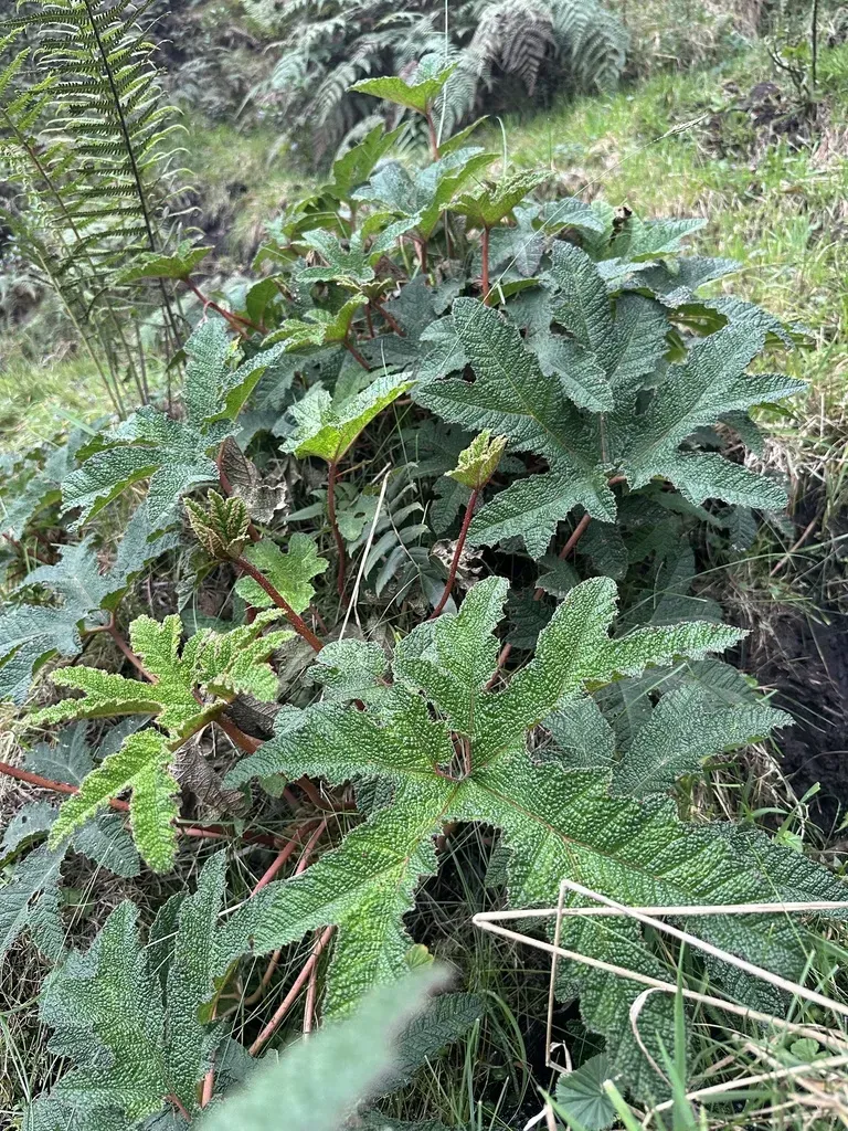 Gunnera Schultesii