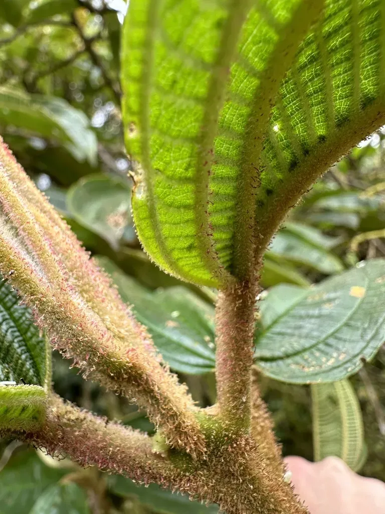 Miconia Plethorica