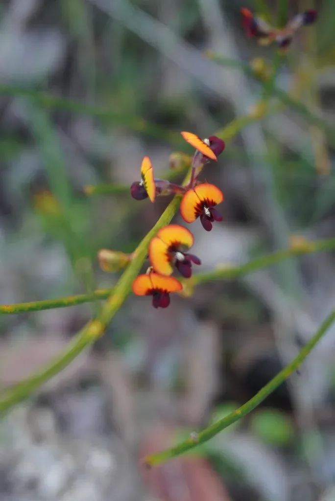 Daviesia Triflora