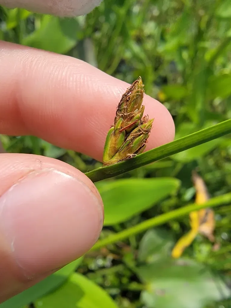 Torrey's Bulrush