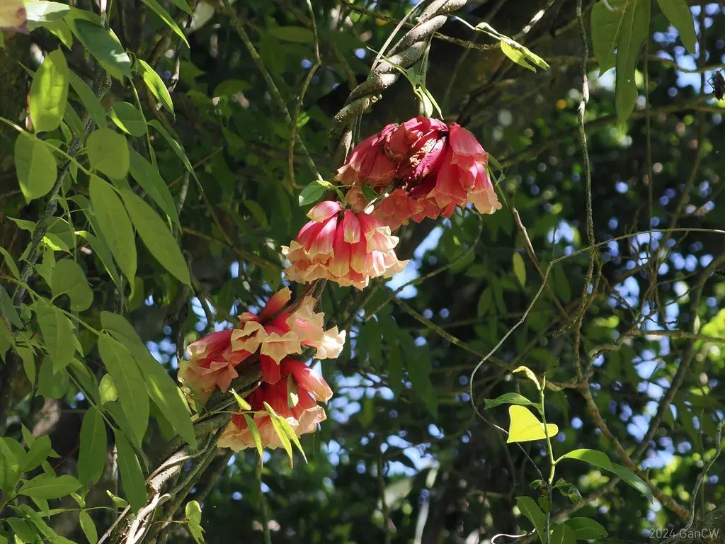 Tecomanthe Dendrophila