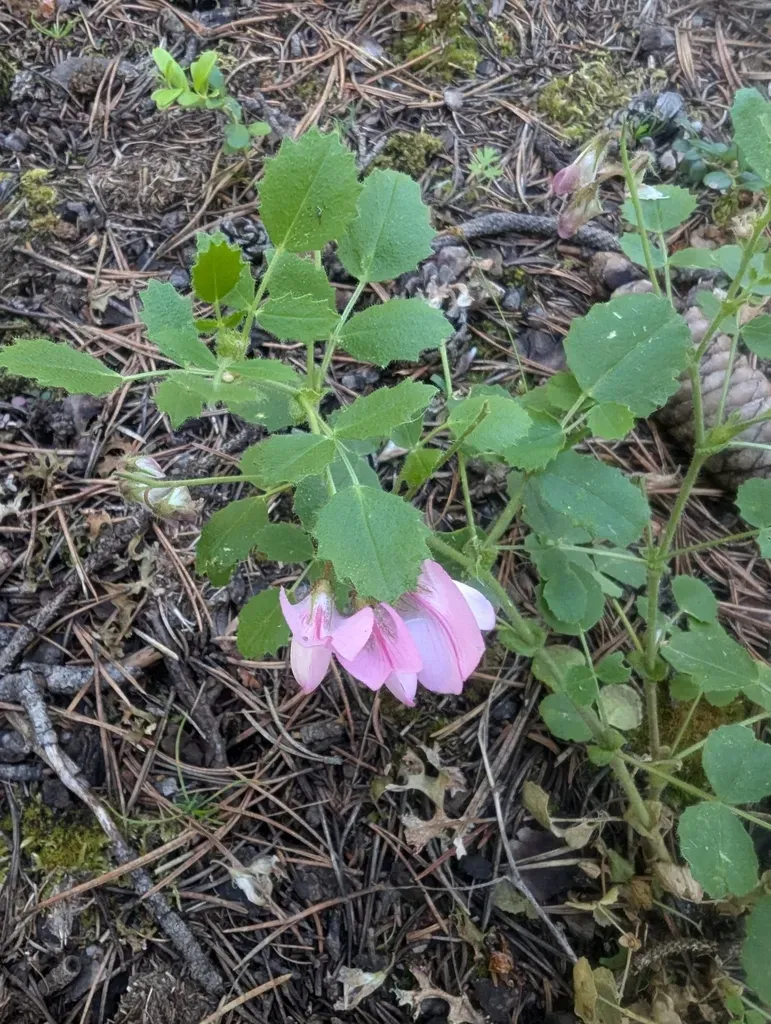Round-leaved Restharrow