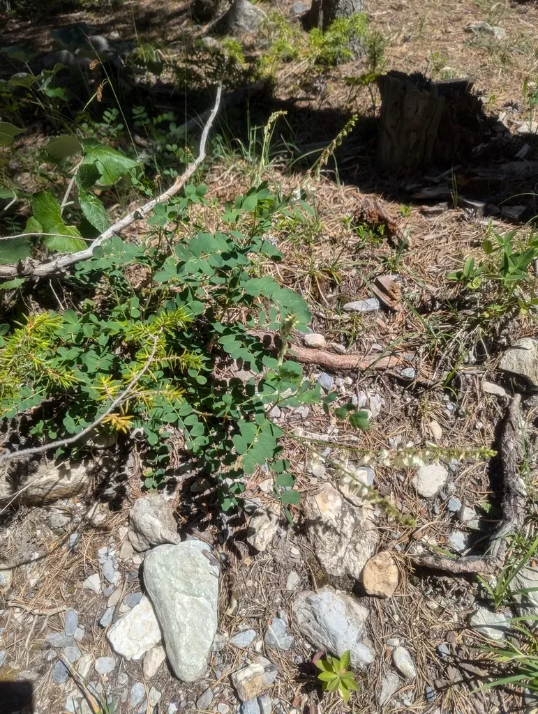 Hedysarum Boutignyanum