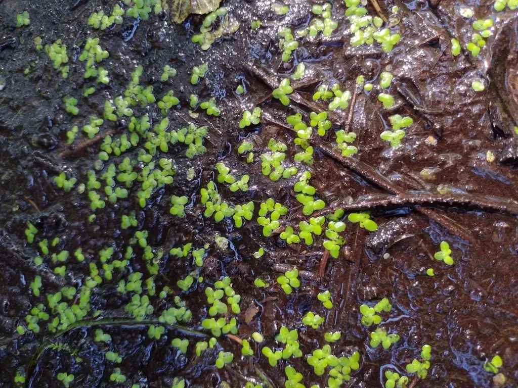 Common Duckweed