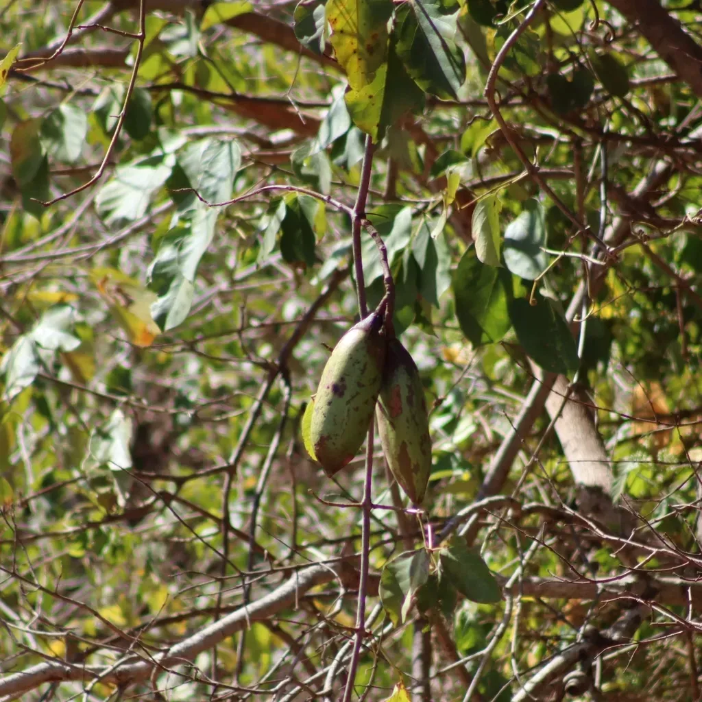 Callichlamys Latifolia
